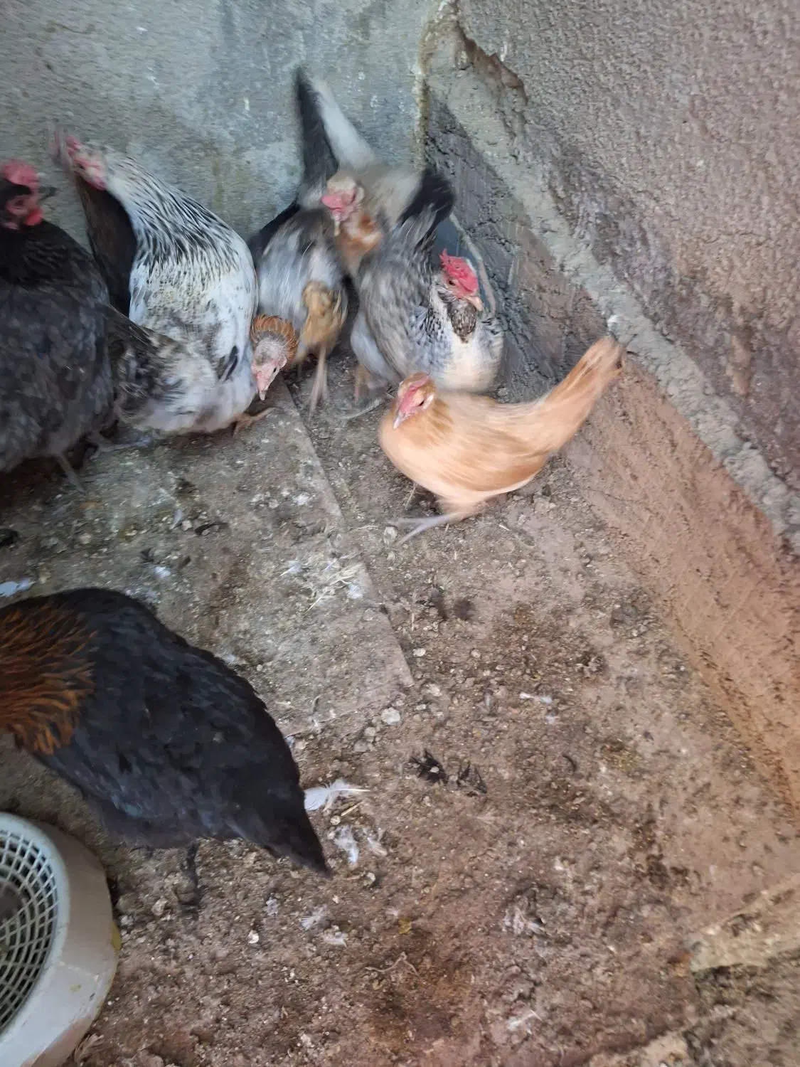 مرغ وخروس|حیوانات مزرعه|یزد, |دیوار