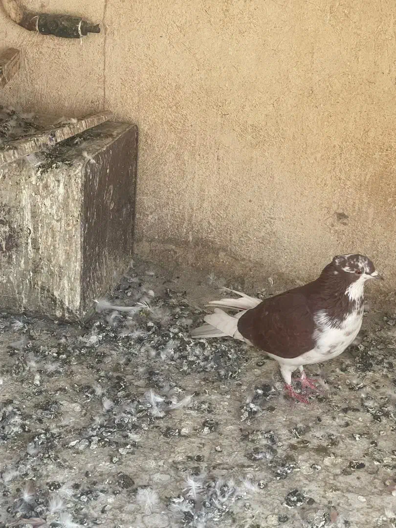 ۳ عدد کبوتر غریبگیری عالی|پرنده|شهریار, شهریار|دیوار