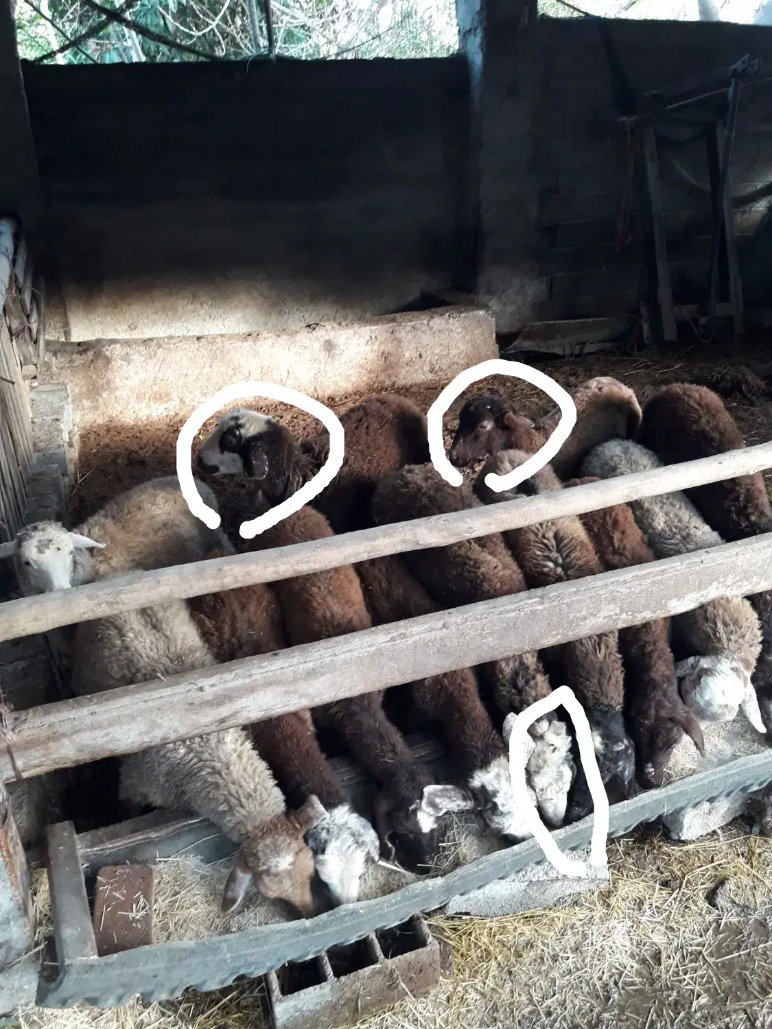 گوسفند نر پرواری نره تخمی افشار|حیوانات مزرعه|بابلسر, |دیوار