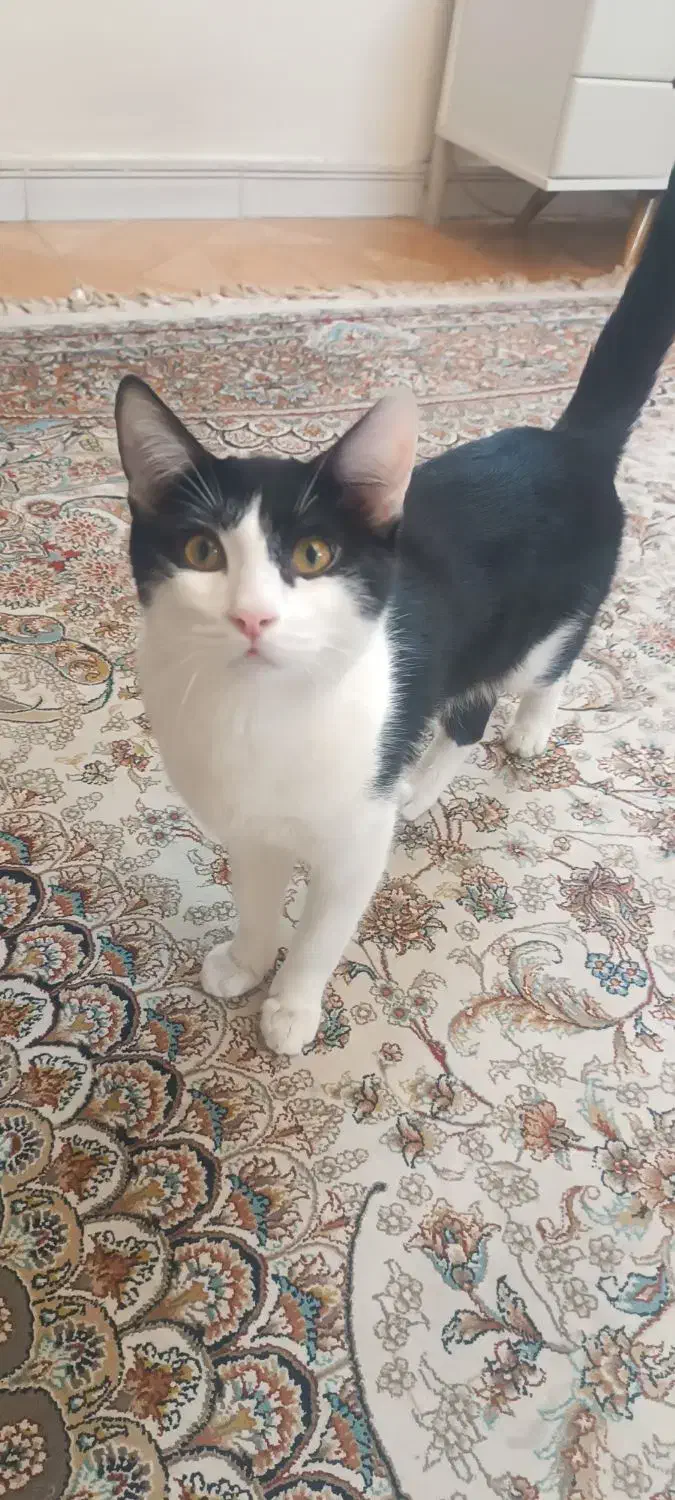 گربه|گربه|ری, اقدسیه|دیوار