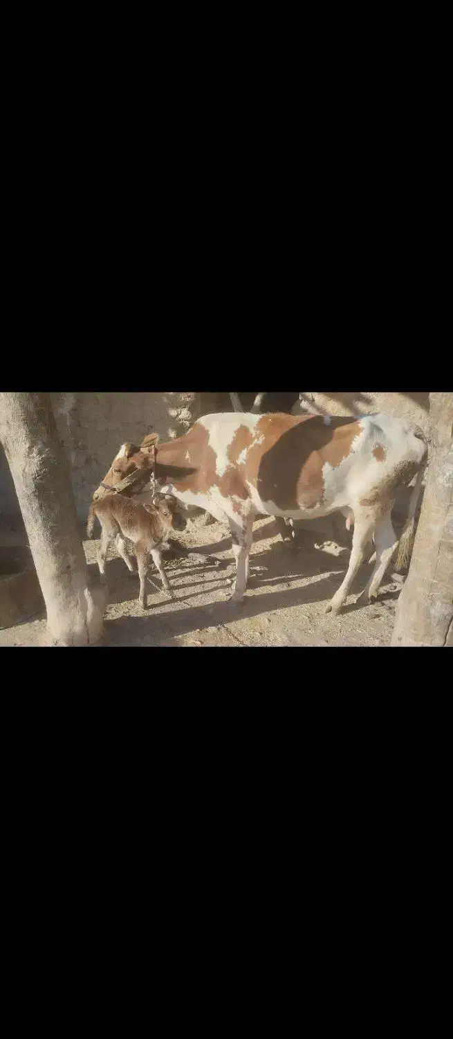 گاو با گوساله|حیوانات مزرعه|دزپارت, |دیوار