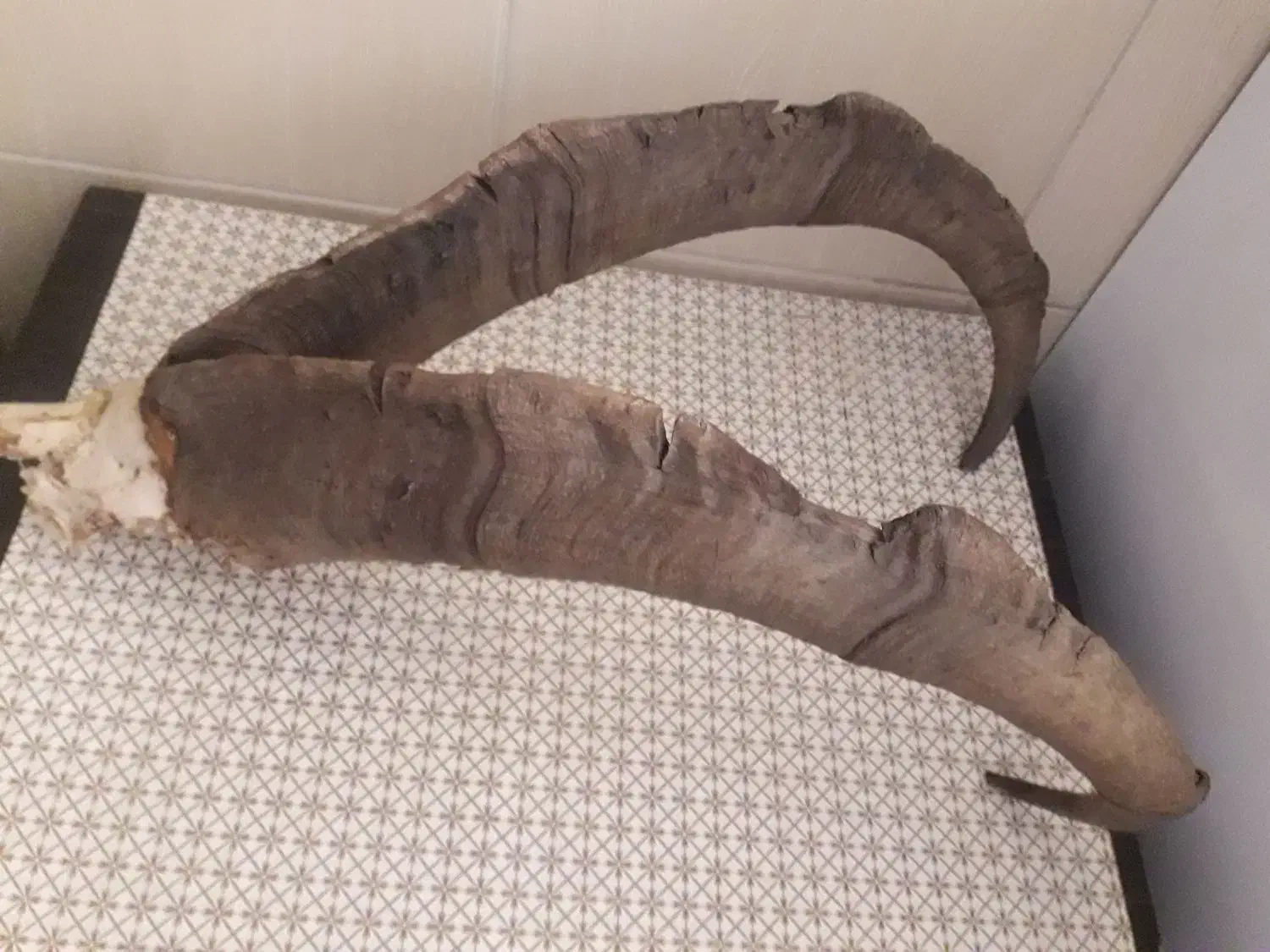 شاخ بز کوهی|کلکسیون اشیاء عتیقه|تهران, وحیدیه|دیوار