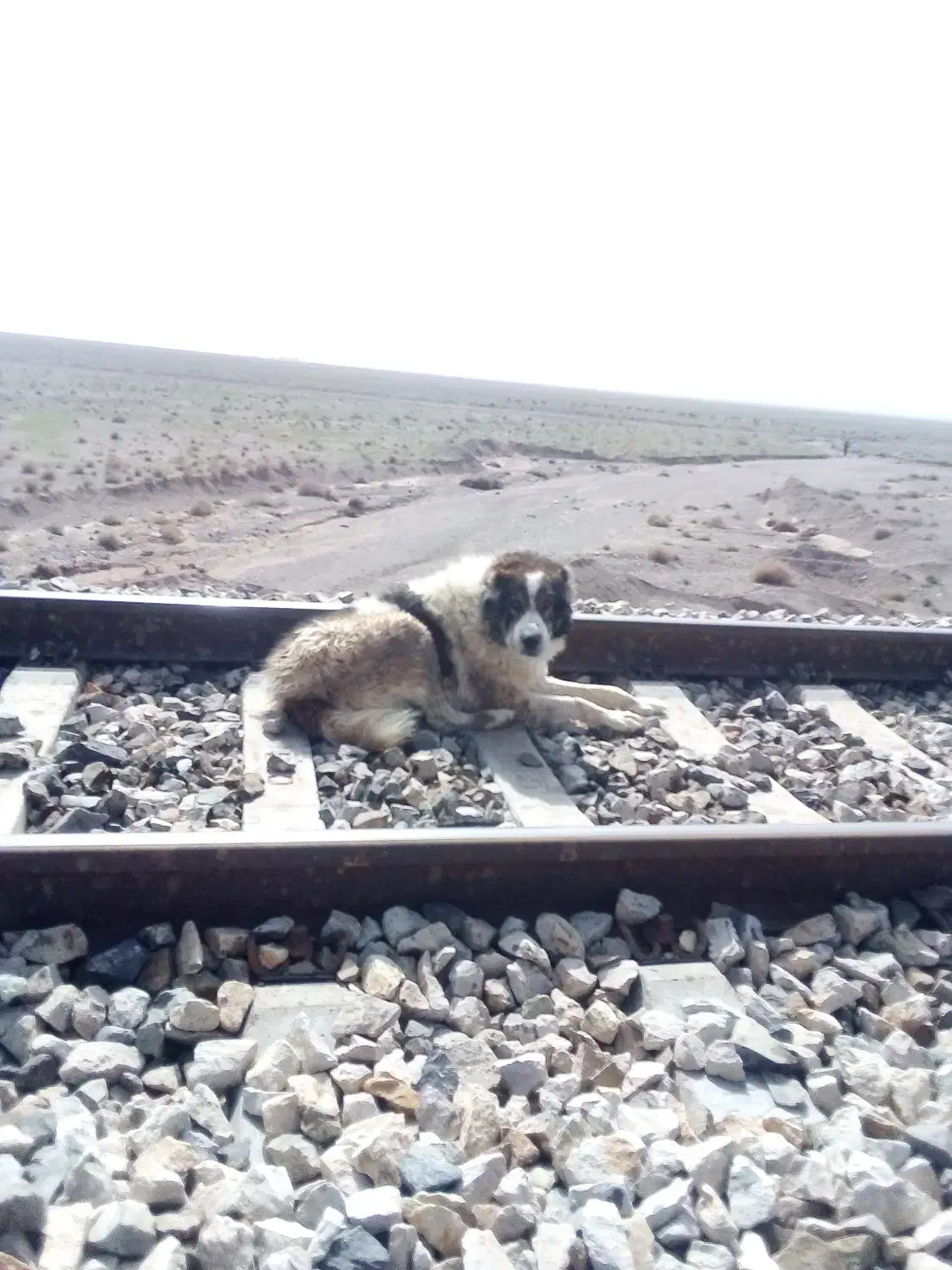 سگ گمشده|سگ|خواف, |دیوار