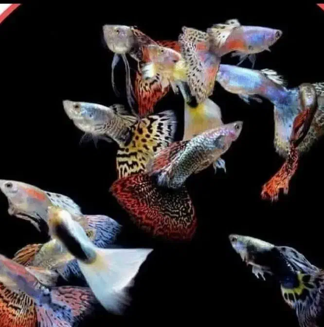 ماهی گوپی کالرزبرا آنجل لجن خار تترا نعون آکواریوم|ماهی|تهران, امام زاده حسن|دیوار