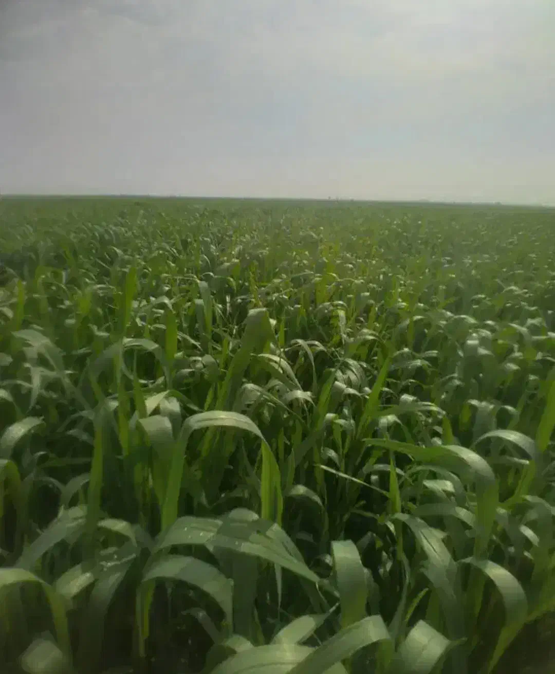 فروش زمین کشاورزی|فروش دفتر صنعتی، کشاورزی، تجاری|حمیدیه, |دیوار