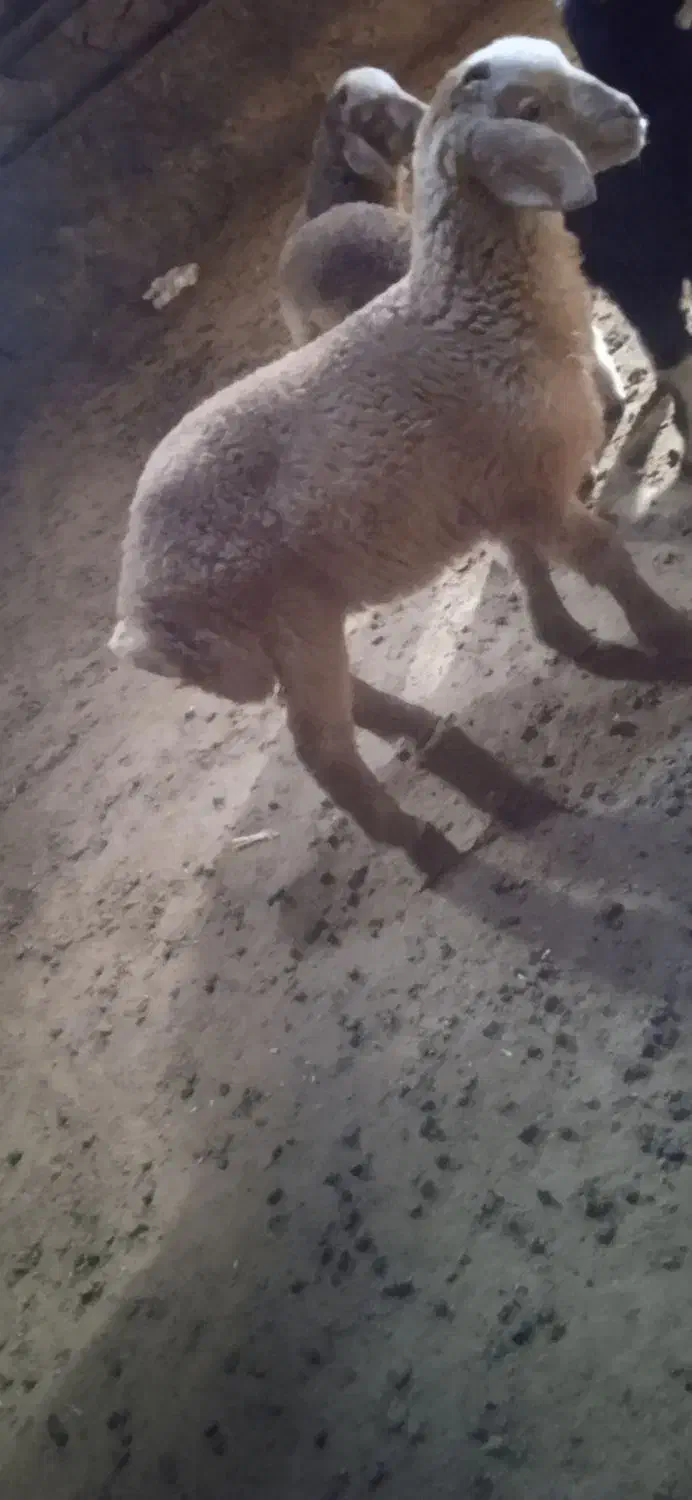 گوزی|حیوانات مزرعه|سراب, |دیوار