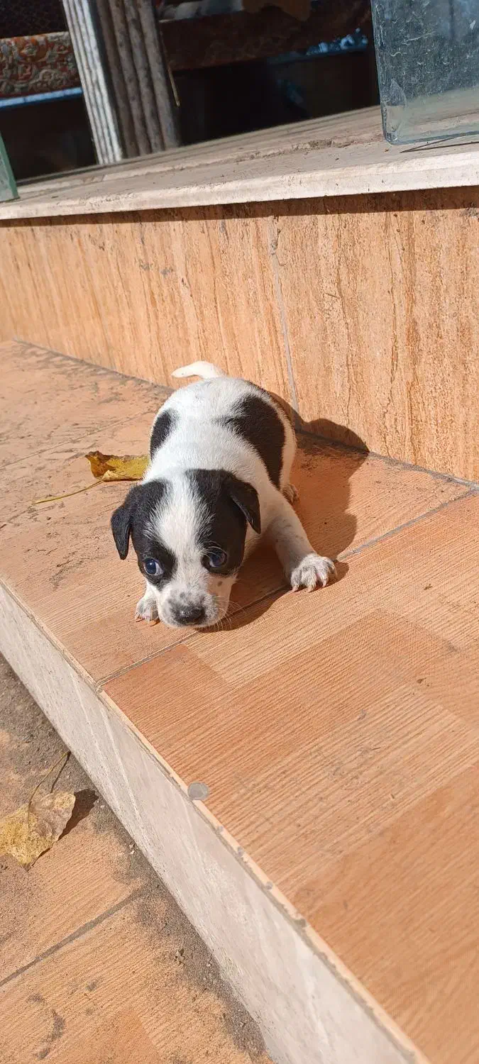 سگ،نژاد شیواوا|سگ|رودسر, |دیوار