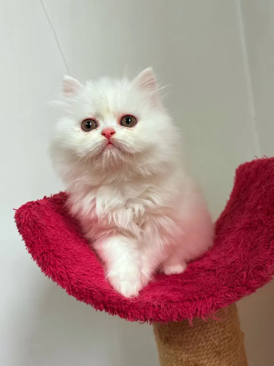 پرشین عروسکی زیبا|گربه|رشت, منظریه|دیوار