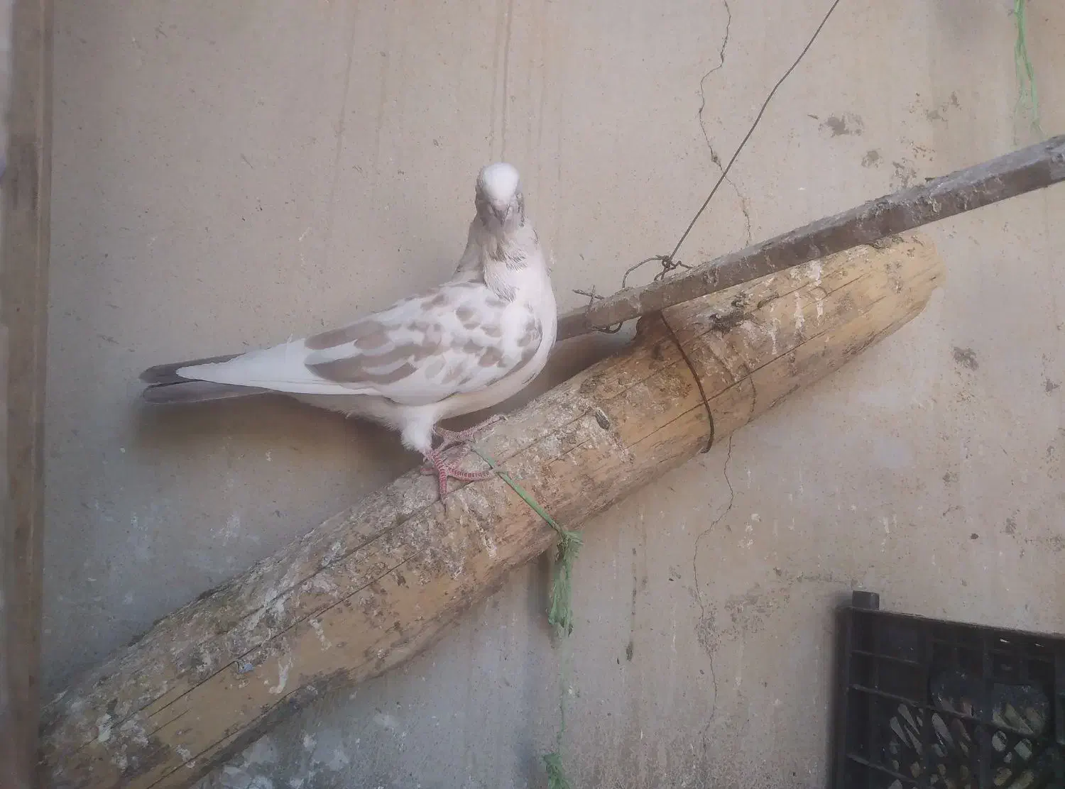 کبوتر|پرنده|شباب, |دیوار