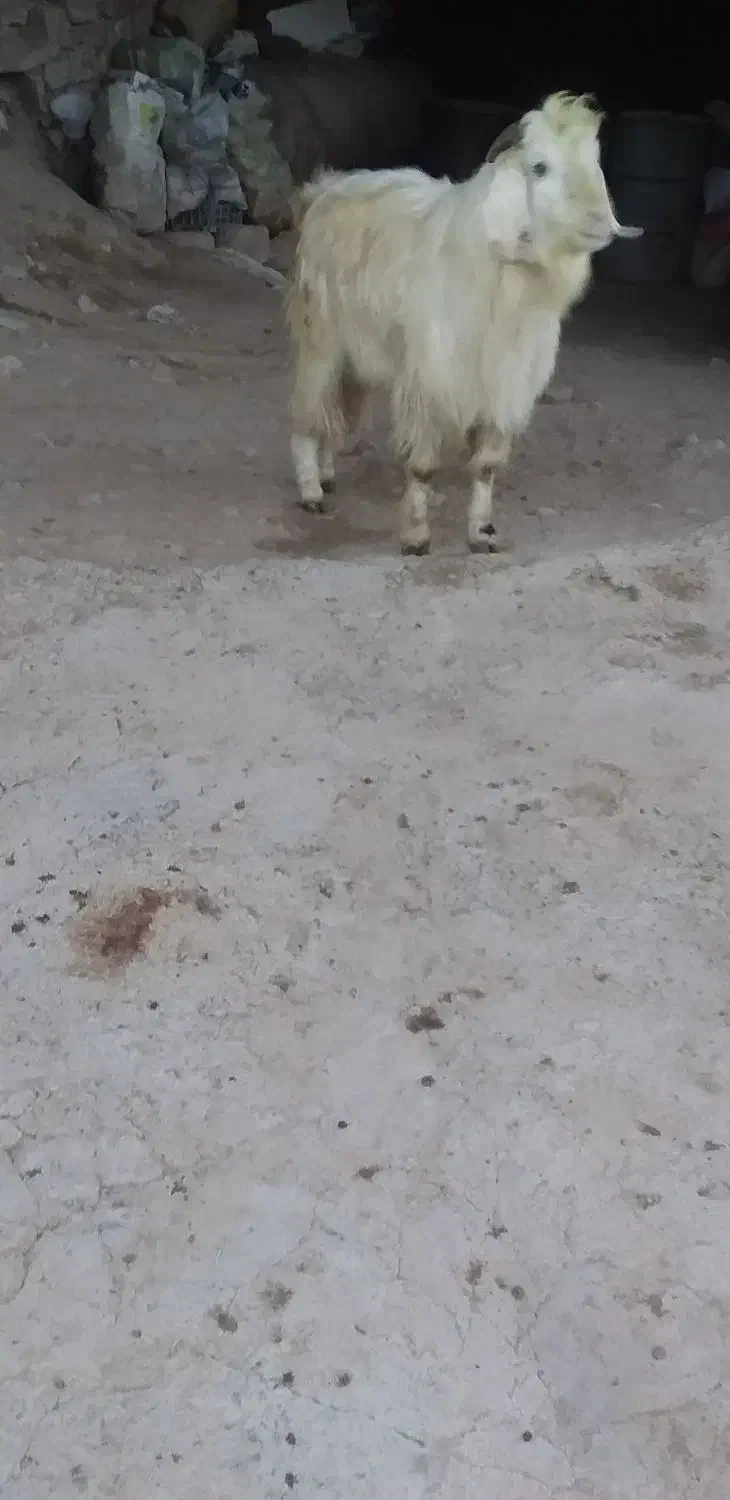 نربزدوقلوزا|حیوانات مزرعه|بجنورد, |دیوار