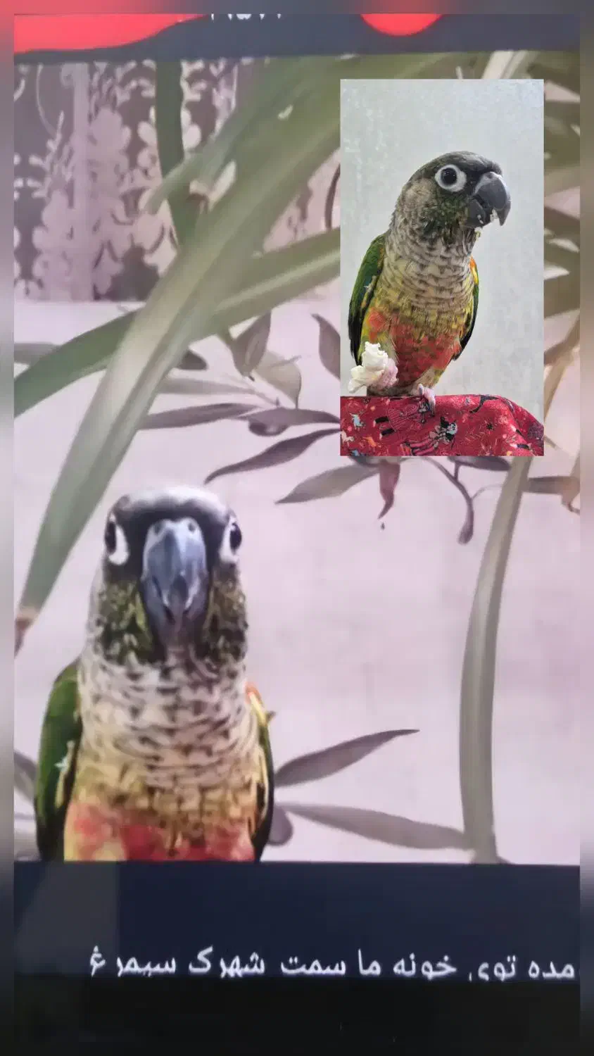 پرنده گمشده یو یو|حیوانات|برخوار, |دیوار