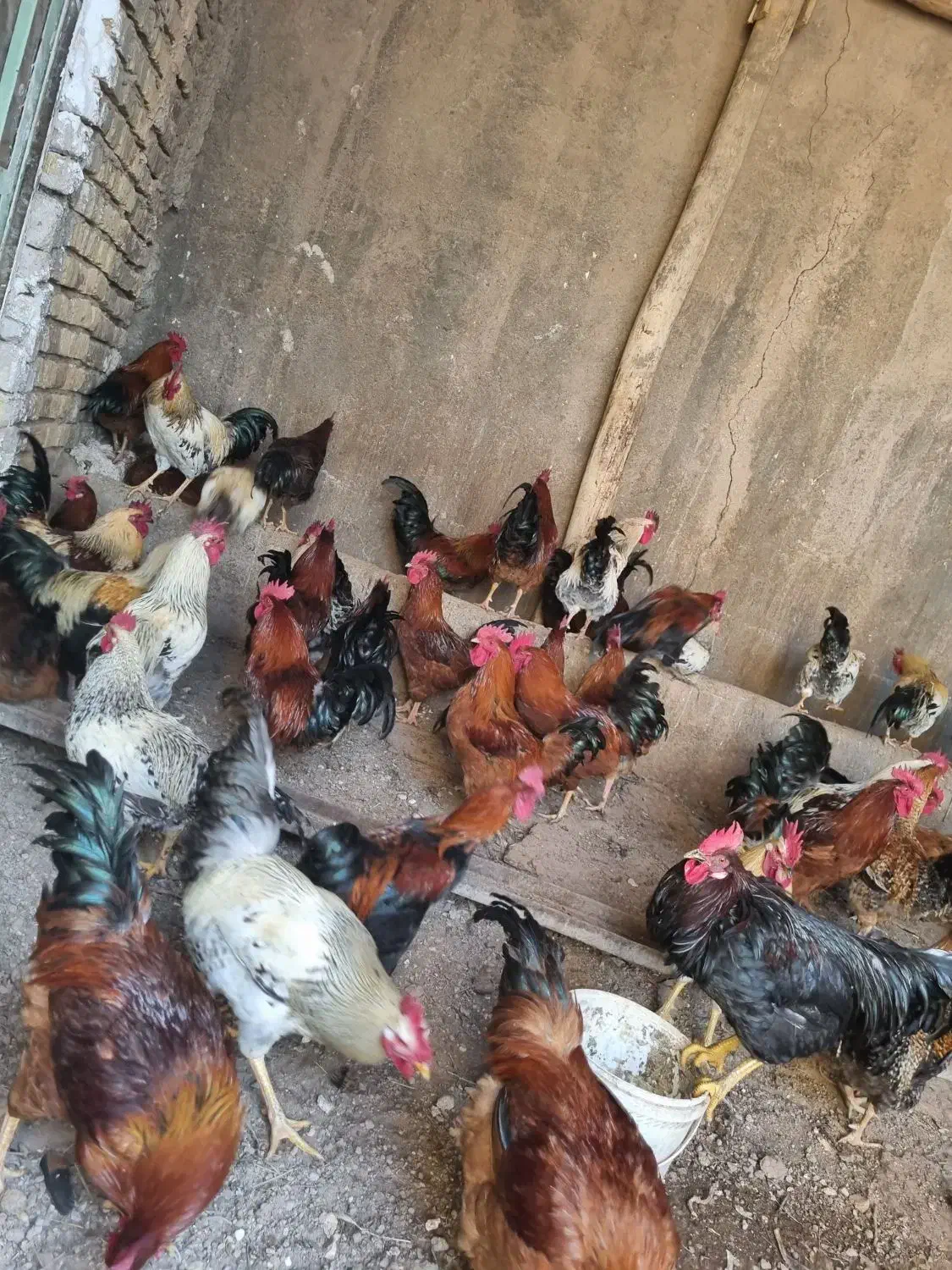 خروس محلی سیاه گلین و نیمچه گلین|حیوانات مزرعه|الوند, |دیوار