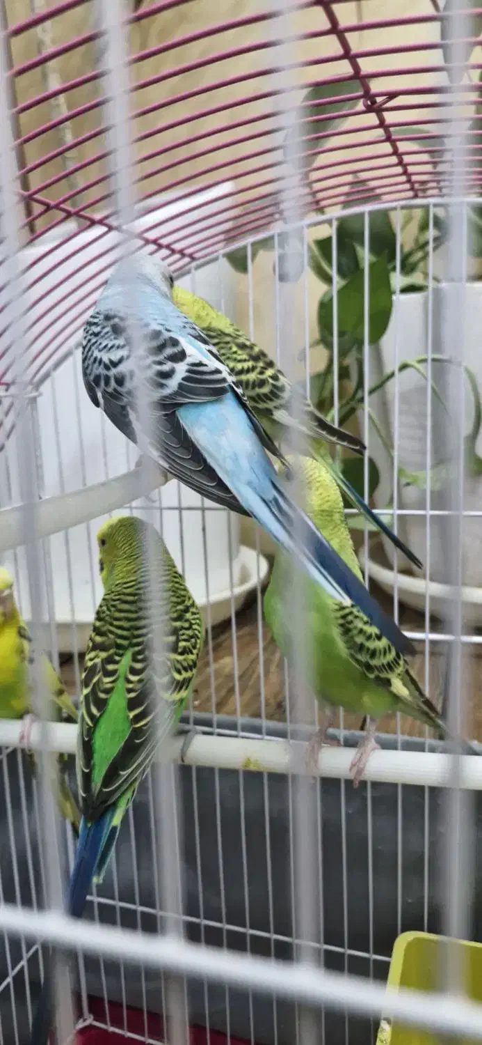 مرغ عشق مولد|پرنده|تهران, شمشیری|دیوار