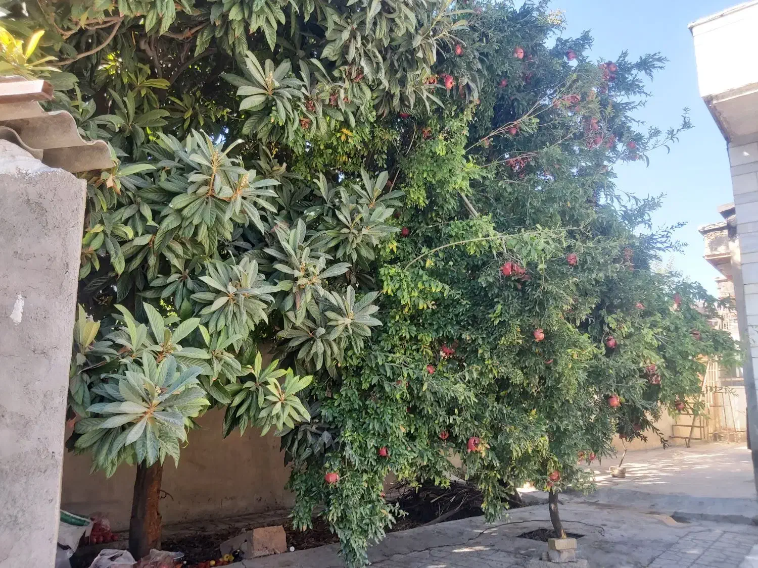 رهن و اجاره منزل مسکونی|اجارهٔ خانه و ویلا|شیراز, شهرک قمشه|دیوار