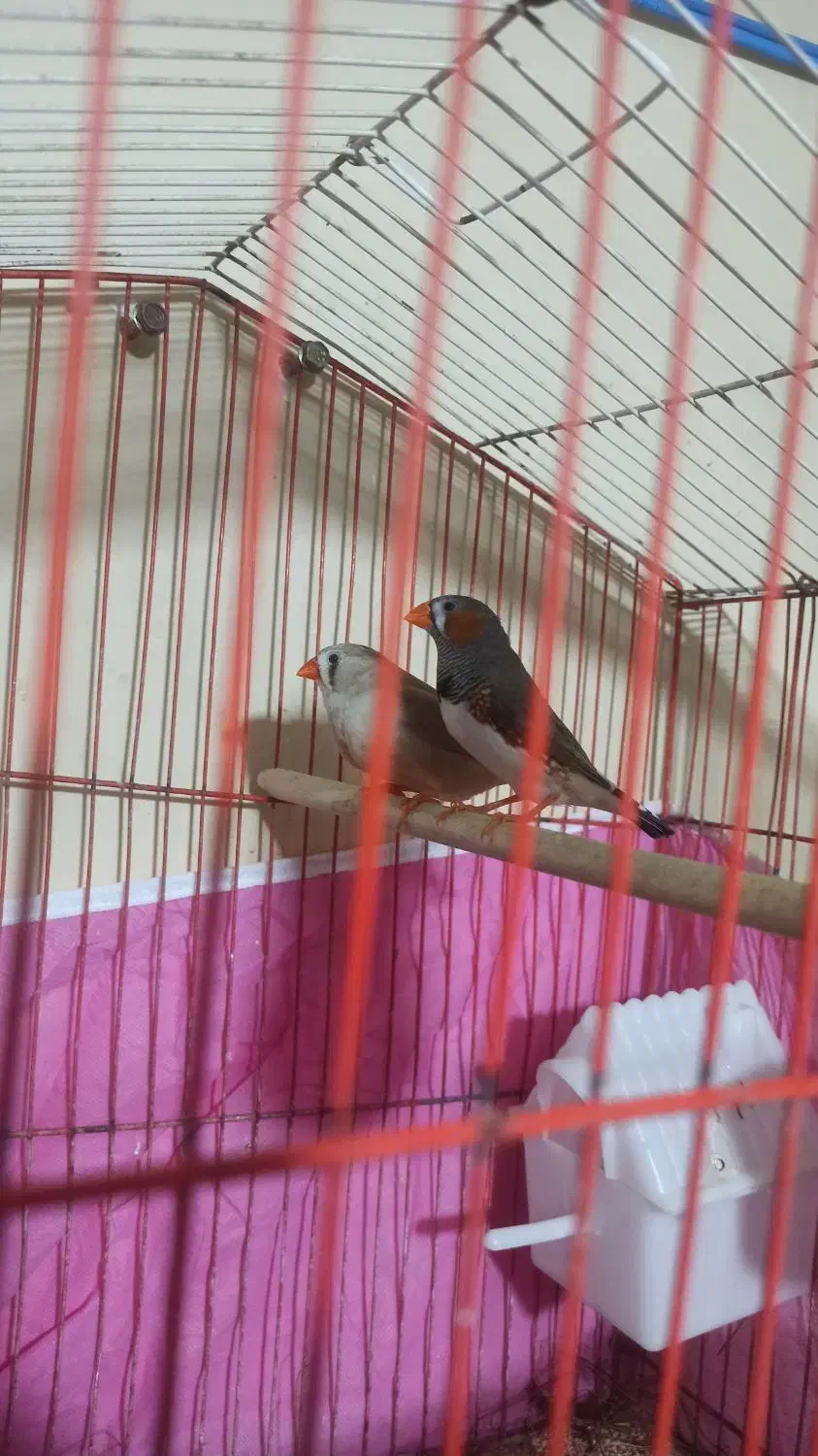 فنچ مولد|پرنده|بندرعباس, |دیوار