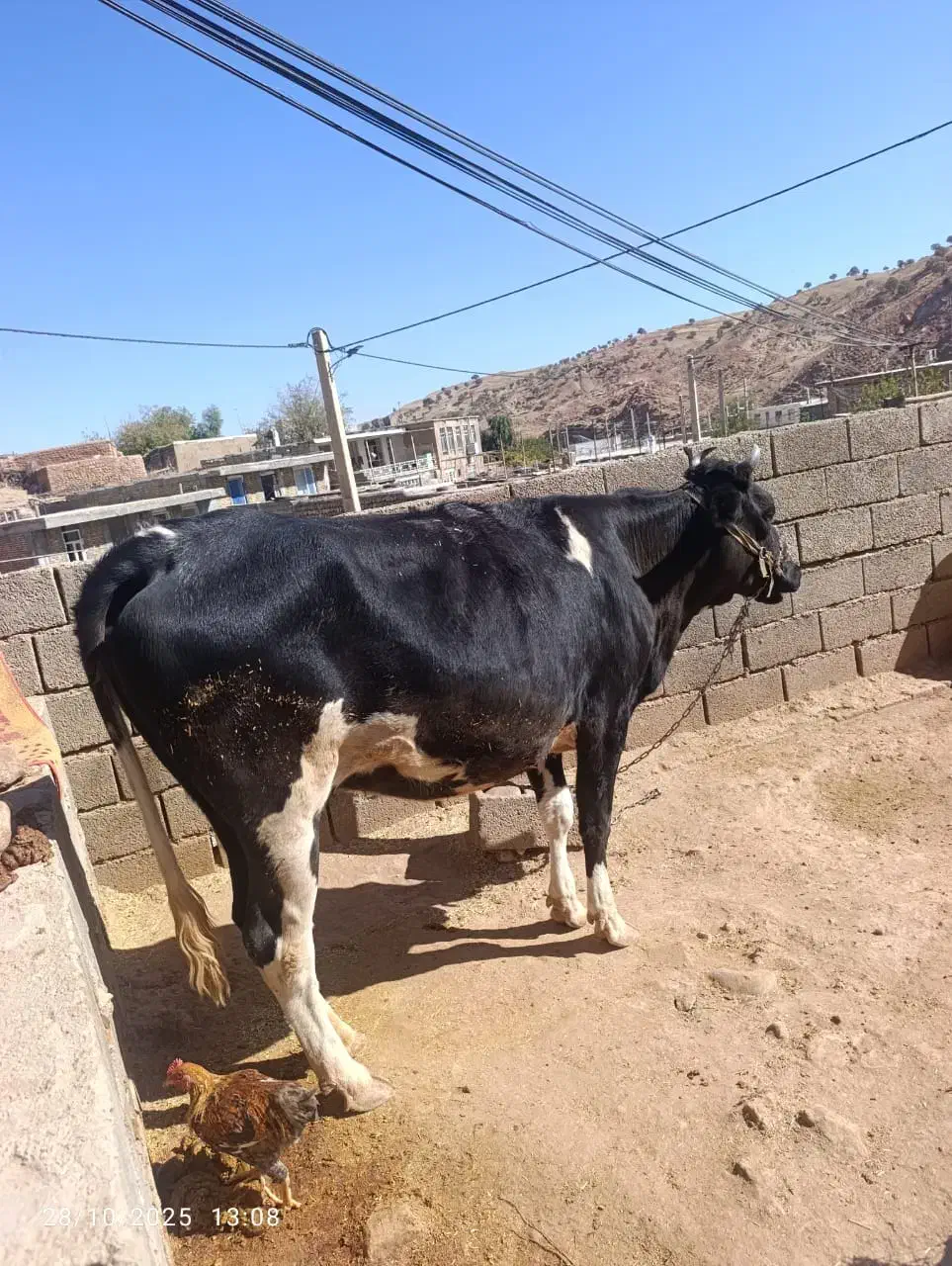 گاو گوساله میش گوسفند قوچ|حیوانات مزرعه|کارزان, |دیوار