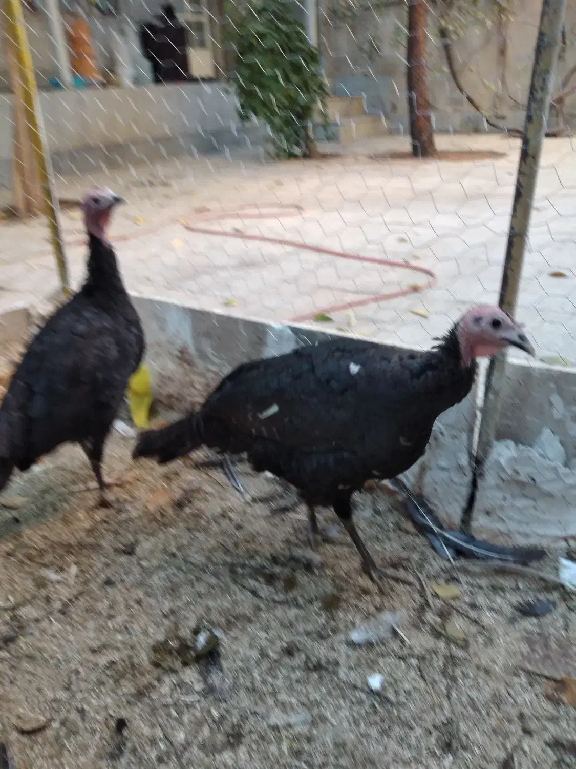 بوقلمون محلی|حیوانات مزرعه|همدان, |دیوار