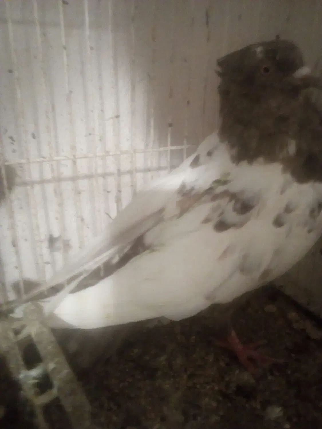 سینه قهوه ای|پرنده|زابل, |دیوار