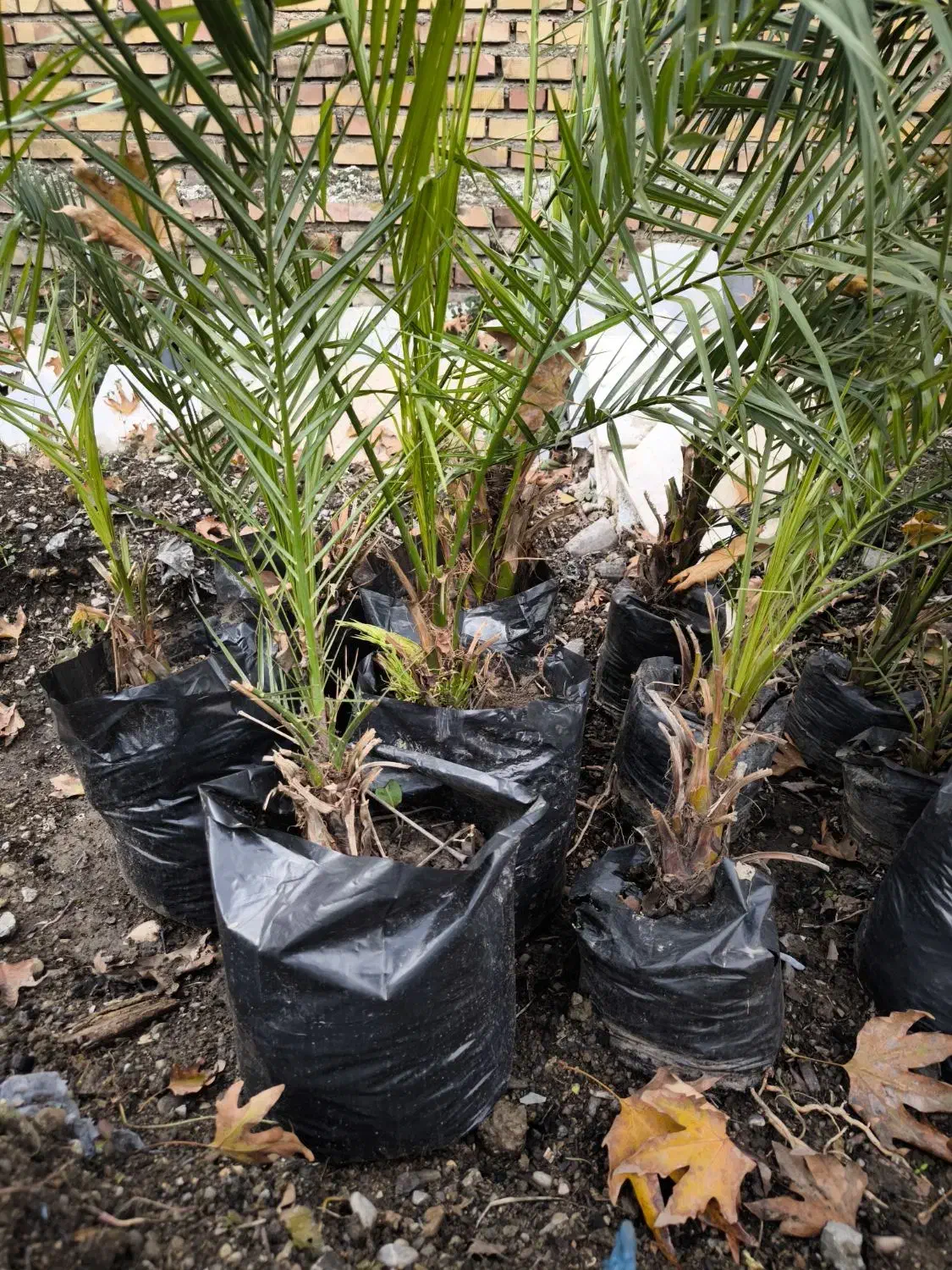 انواع نهال زینتی|گل و گیاه طبیعی|خان ببین, |دیوار