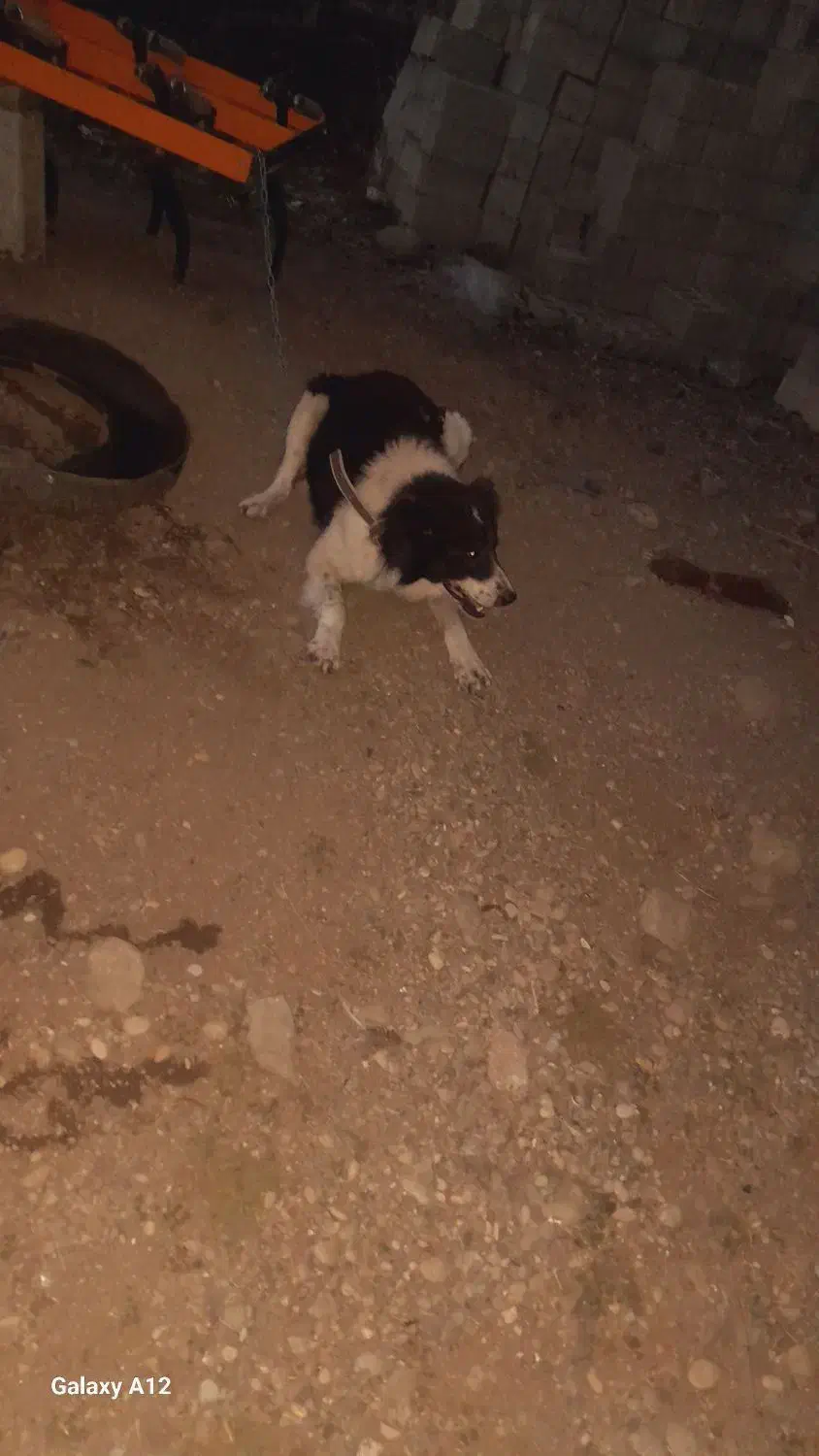 سگ بردر کالی|سگ|آبش احمد, |دیوار