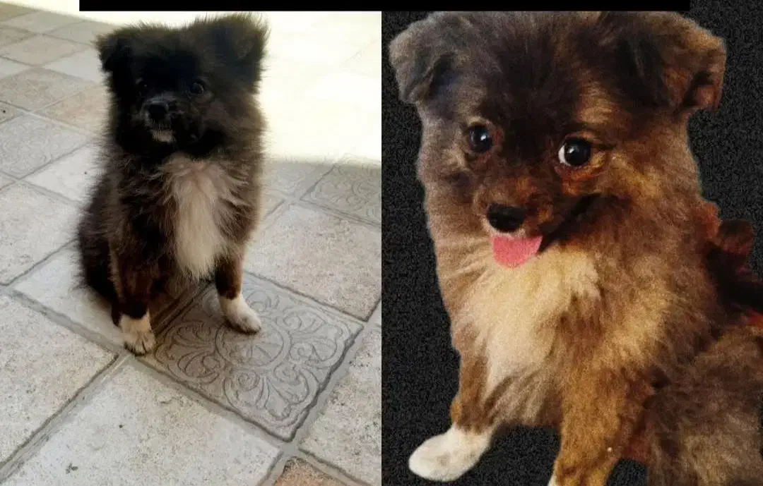 سلام فروش سگ ازنژادپامیر|سگ|میاندوآب, |دیوار