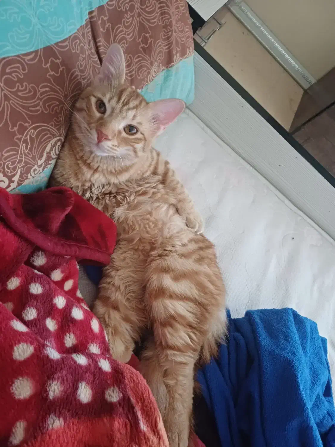 واگذاری گربه|گربه|پرند, فاز ۶|دیوار