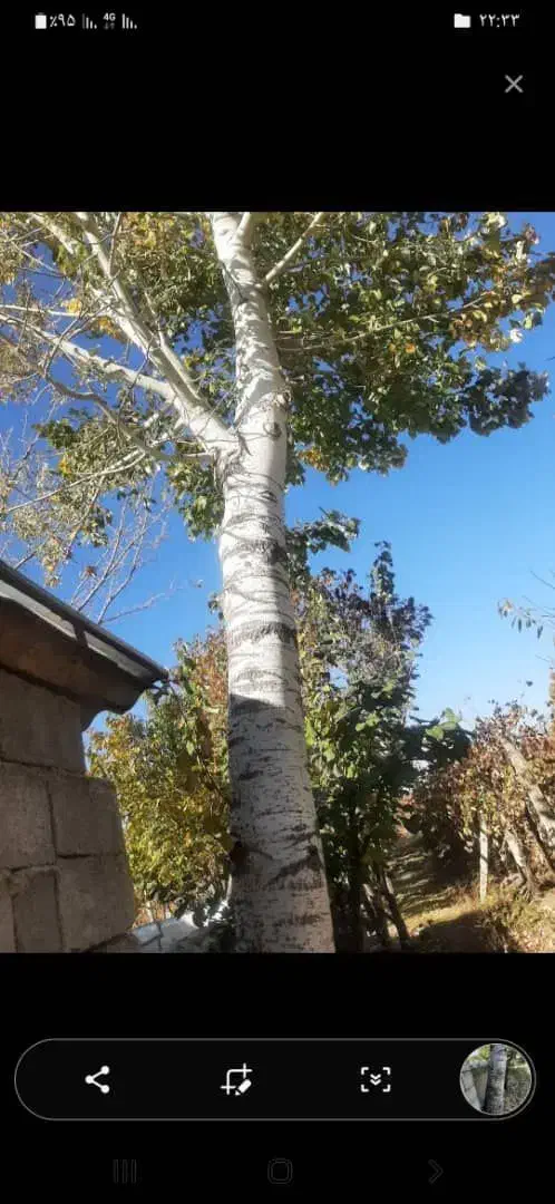 خرید انواع چوب در محل|خدمات باغبانی و درختکاری|ارومیه, |دیوار