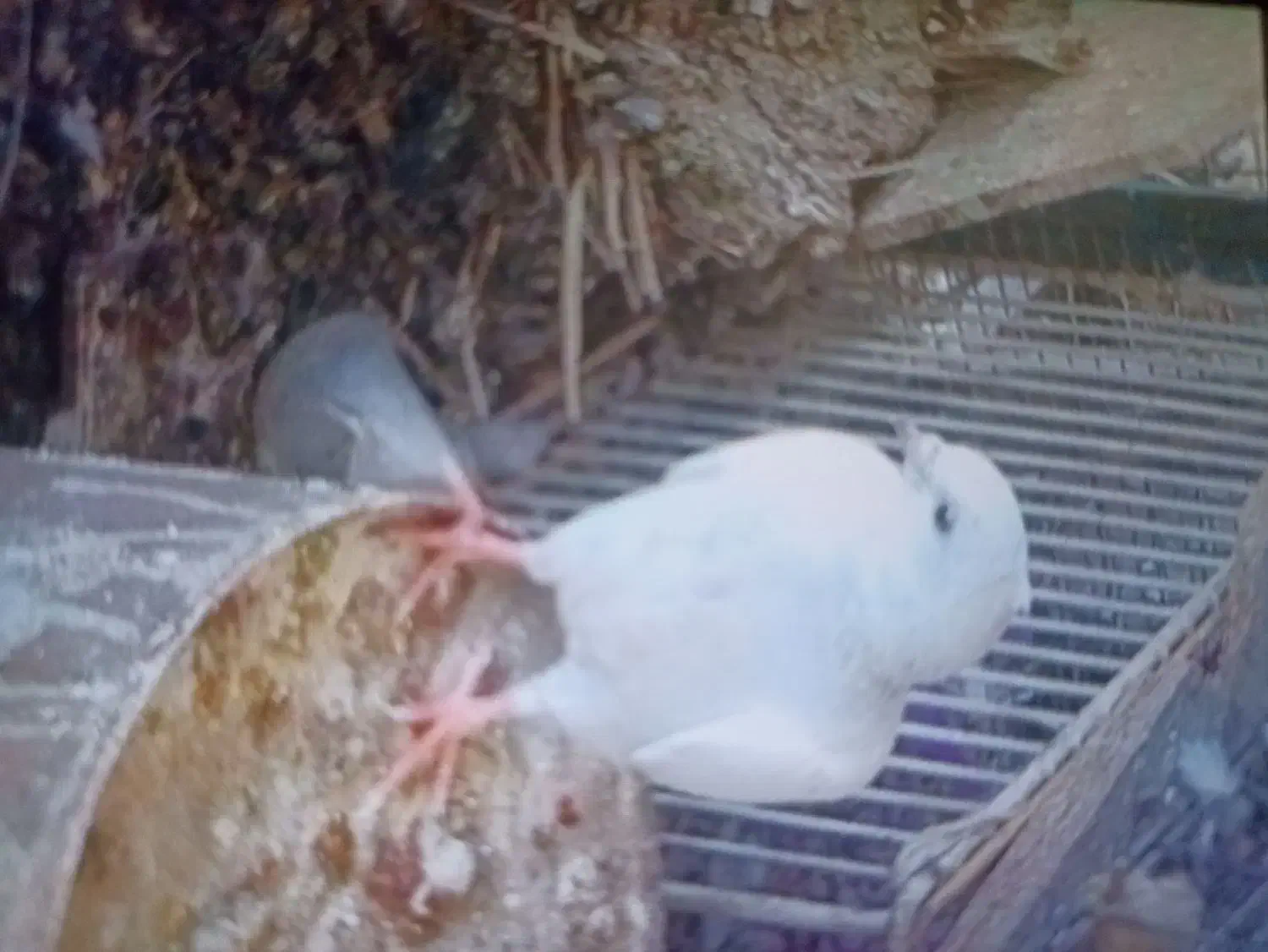 کبوتر جوجه|پرنده|برازجان, |دیوار