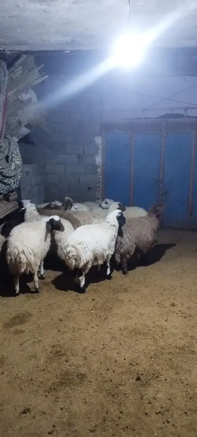 بره صادراتی|حیوانات مزرعه|زاغه, |دیوار