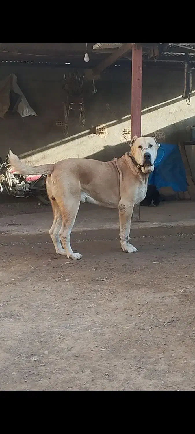 مادر پدر خرسی|سگ|مشهد, شیرحصار|دیوار