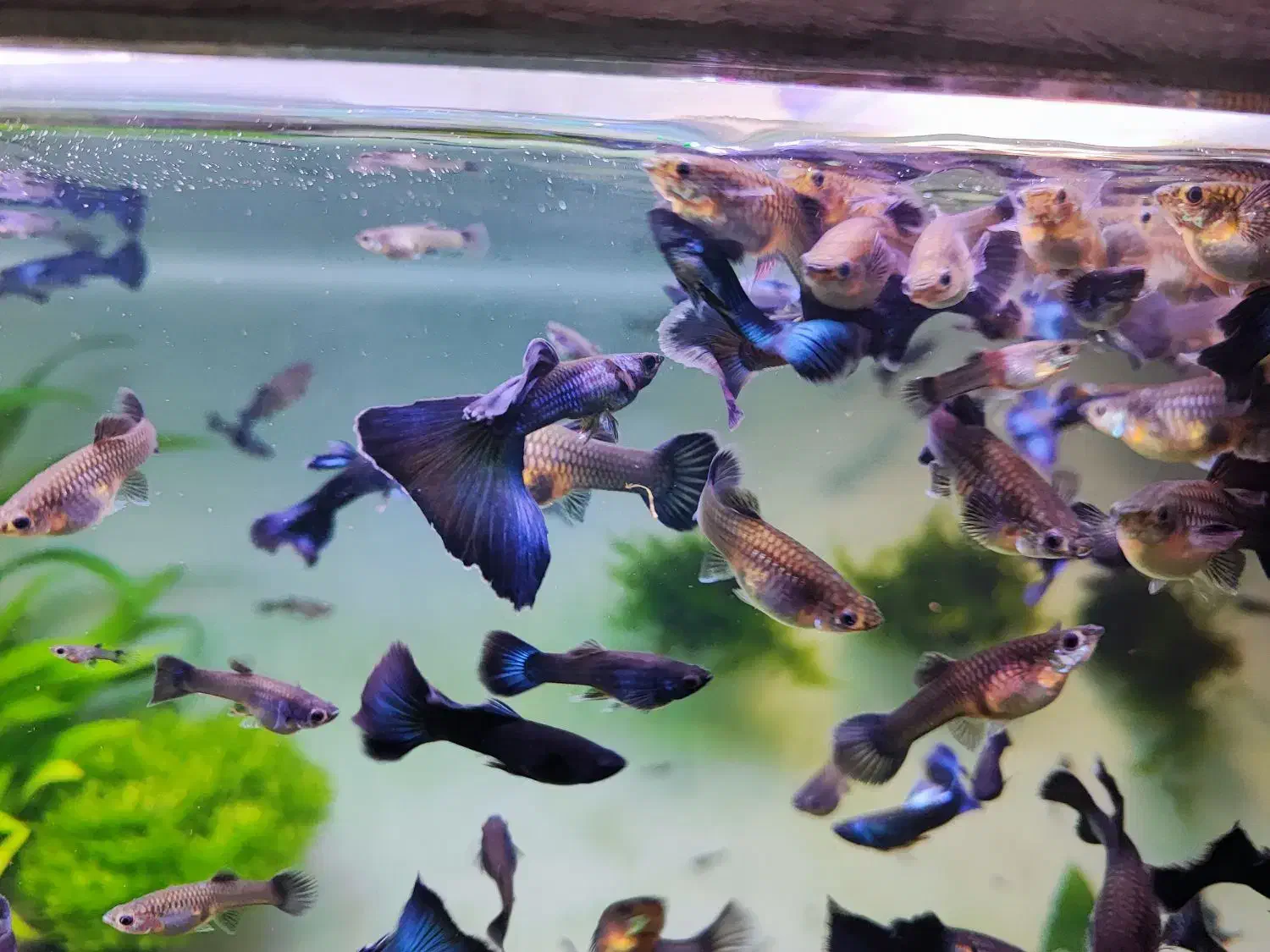 گوپی بلو مسکو|ماهی|تهران, استخر|دیوار