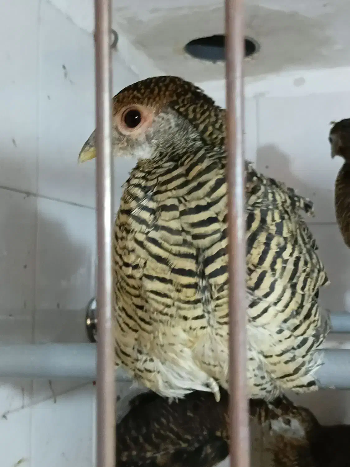 نیمچه مرغ و خروس زینتی بلژیکی و لیدی|حیوانات مزرعه|تبریز, |دیوار