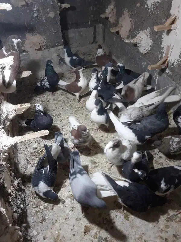 کفتر|پرنده|نیشابور, باغرود|دیوار