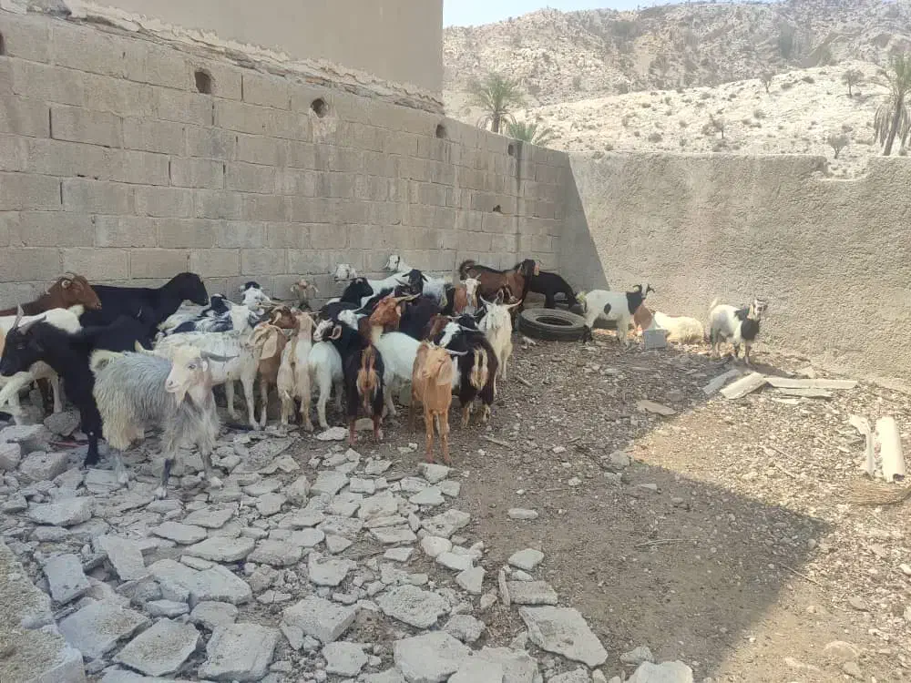 گوشت‌کهره‌‌وبز‌درخدمت‌دوستان‌هستم|حیوانات مزرعه|جم, |دیوار