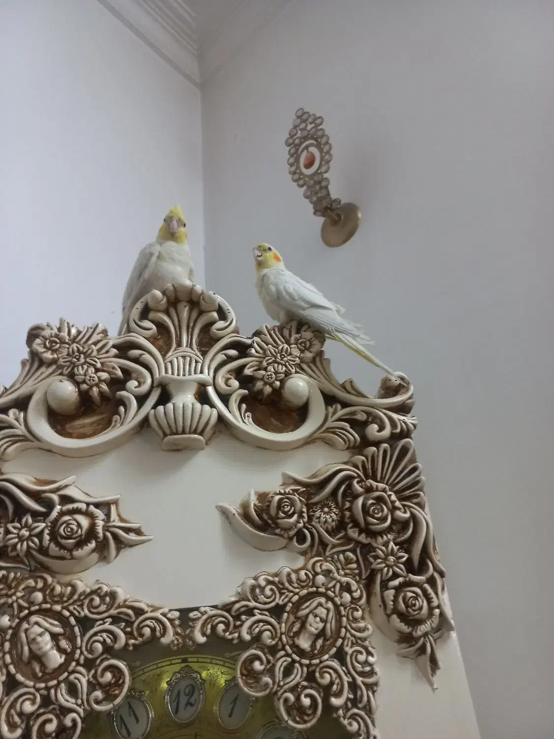 عروس هلندی دستی وسخن گو|پرنده|قم, زاویه|دیوار