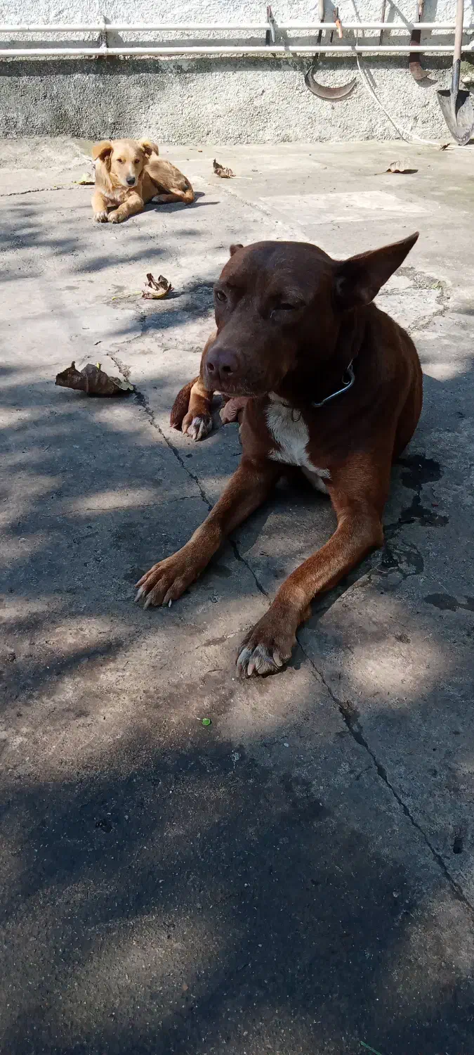 سگ پیتبول ماده دو ساله|سگ|رودسر, |دیوار