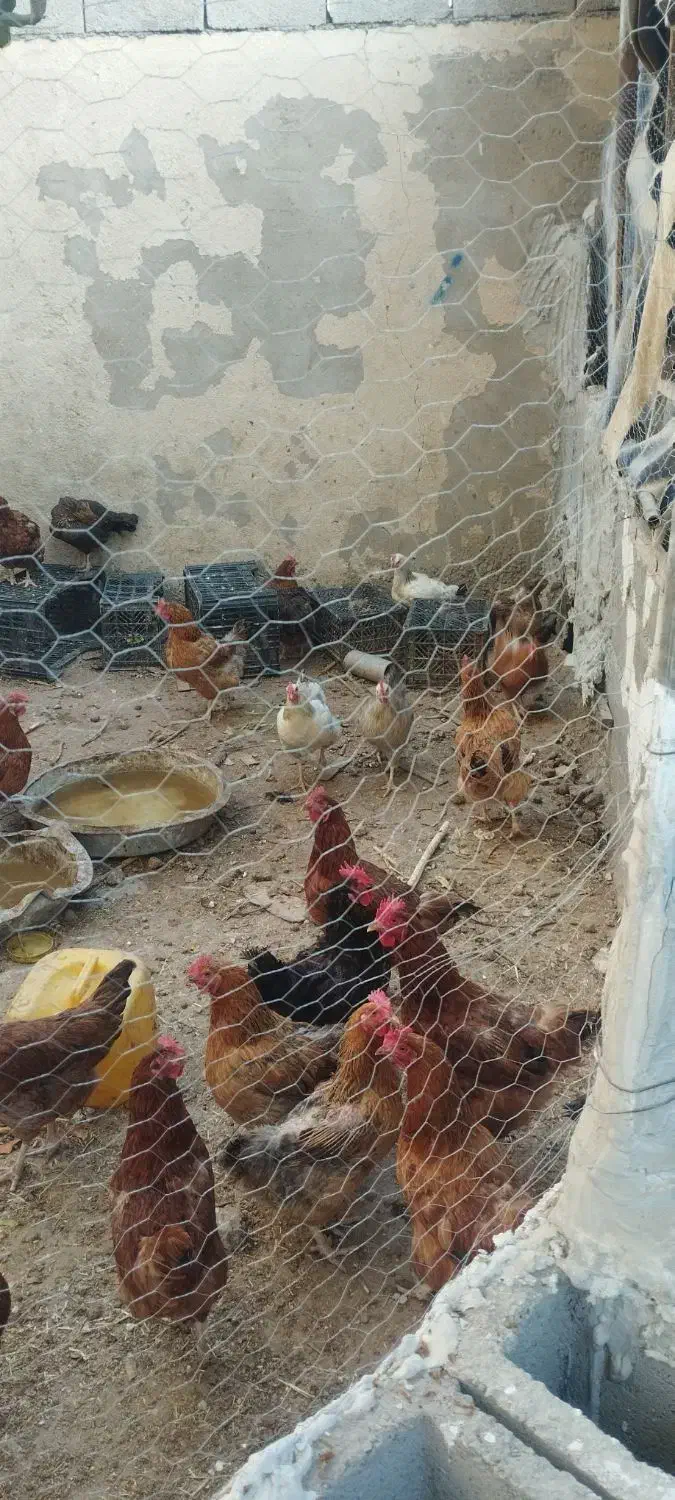 فروش مرغ و بوقلمون|حیوانات مزرعه|چابهار, |دیوار