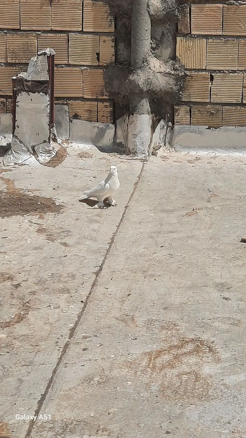 کبوتر|پرنده|چادگان, |دیوار