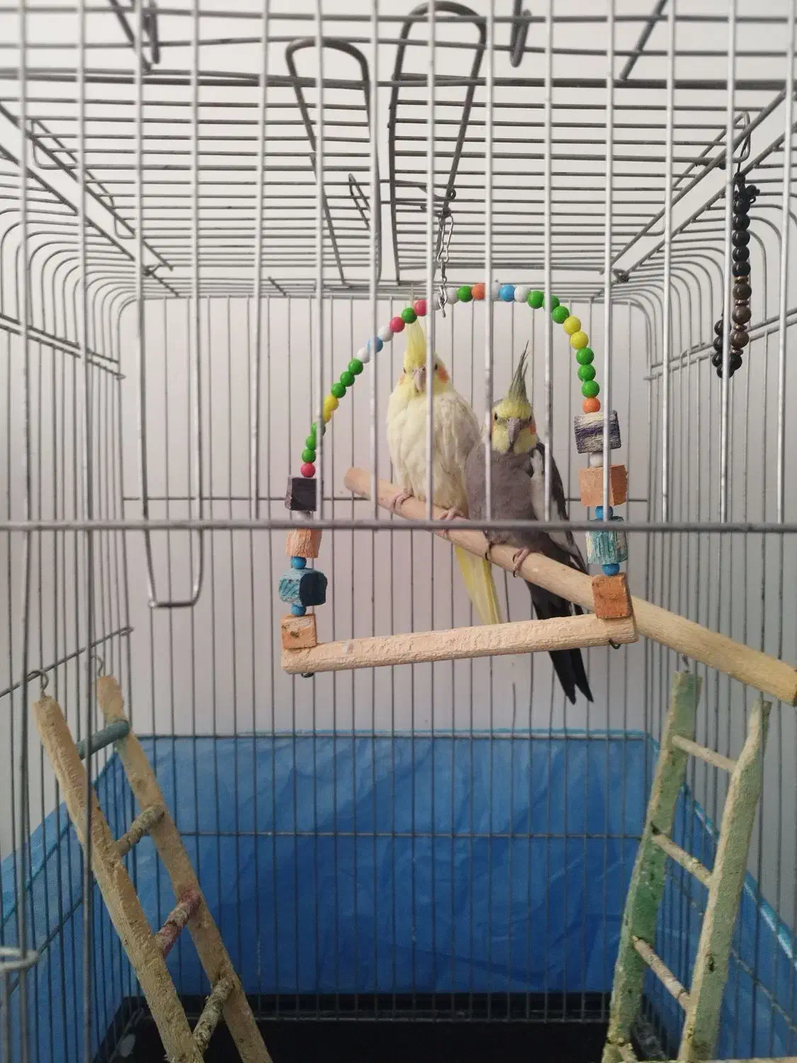 فروشی|پرنده|ایوان, |دیوار