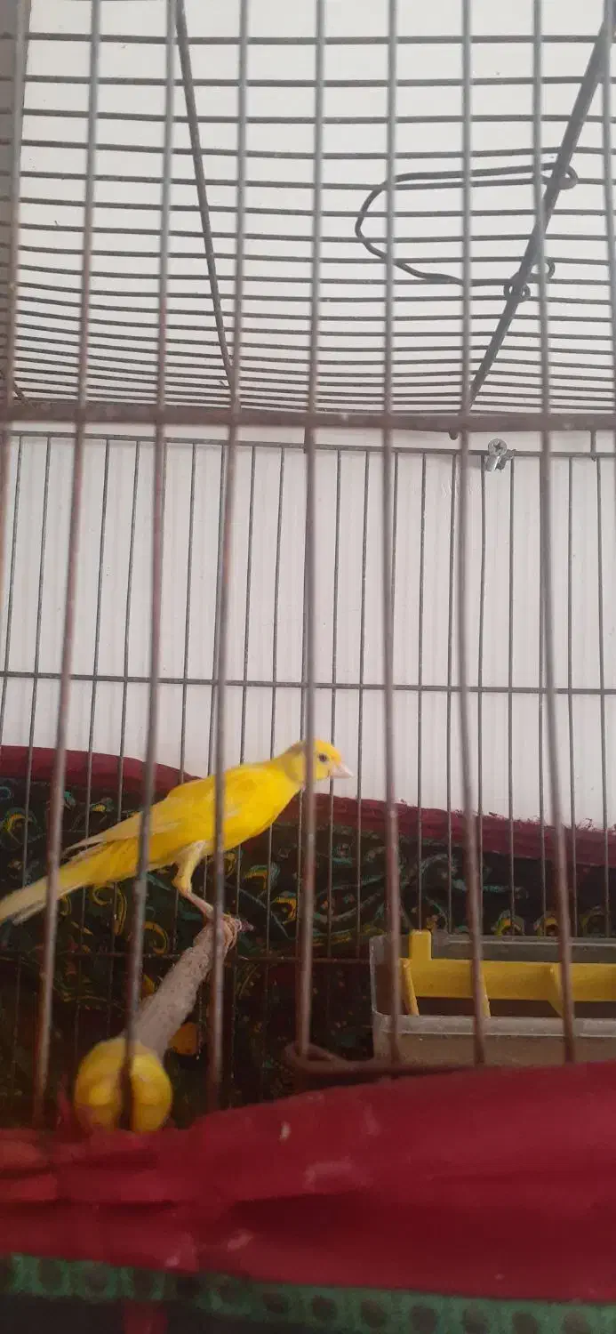 قناری|پرنده|قزوین, |دیوار