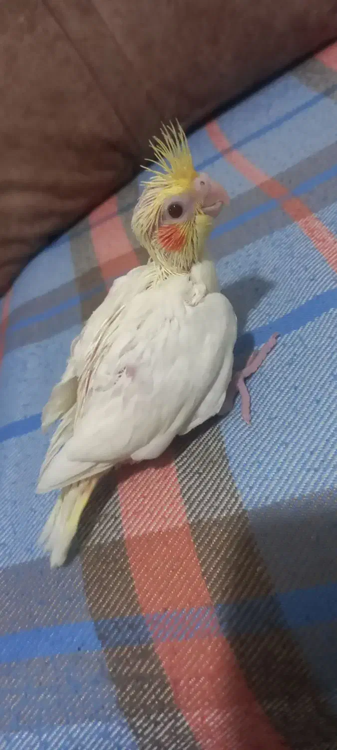 جوجه عروس هلندی لوتینو سرلاکی|پرنده|باقرشهر, |دیوار