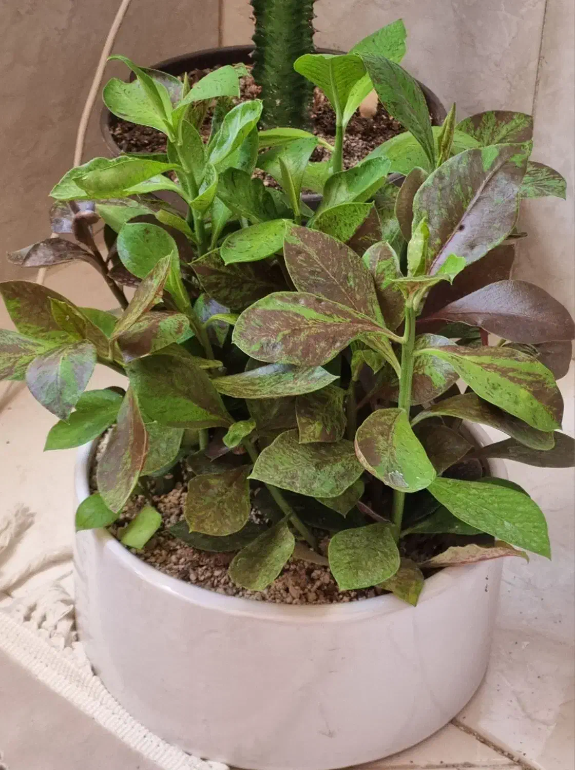 گل دسته گل باکس گیاه طبیعی آپارتمان شیک هدیه عالی|گل و گیاه طبیعی|مشهد, حجاب (شهرک غرب)|دیوار