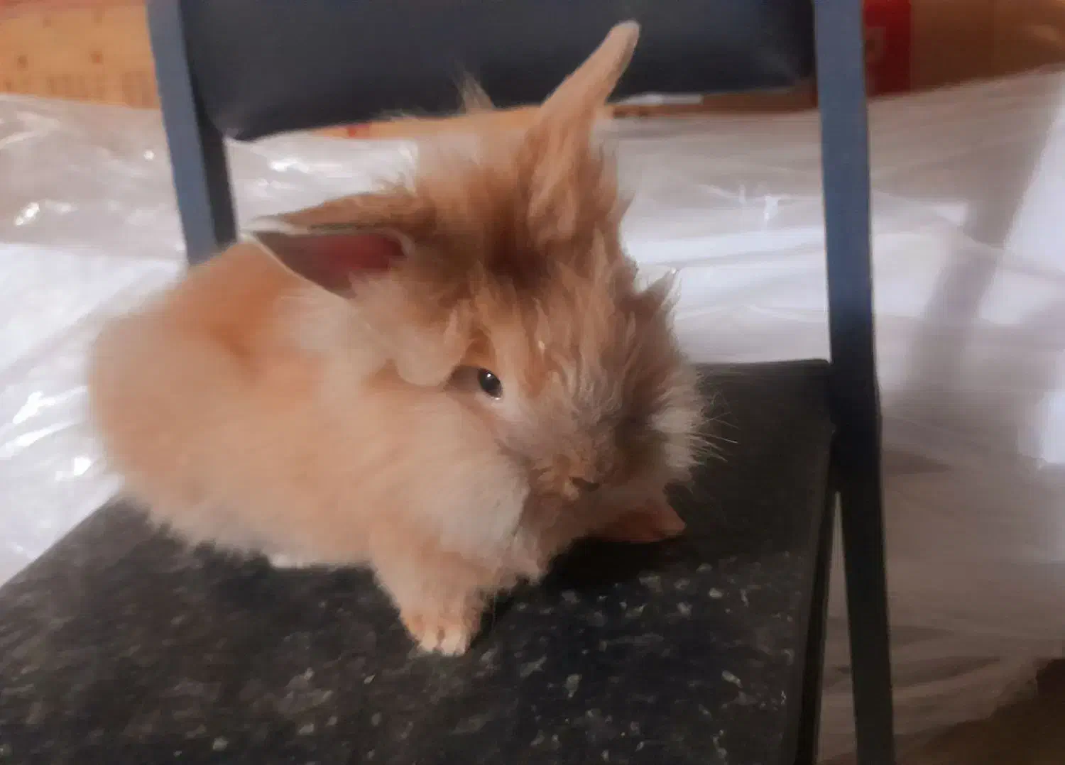 خرگوش لوپ طلایی جفت|موش و خرگوش|خواف, |دیوار