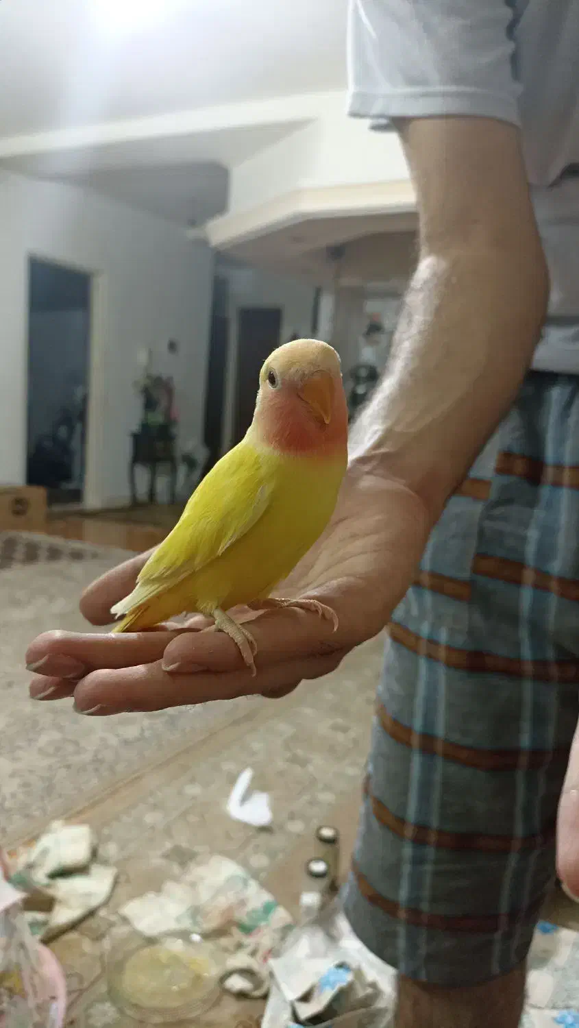 ی جفت طوطی کوتوله.|پرنده|هشتگرد, هشتگرد قدیم|دیوار