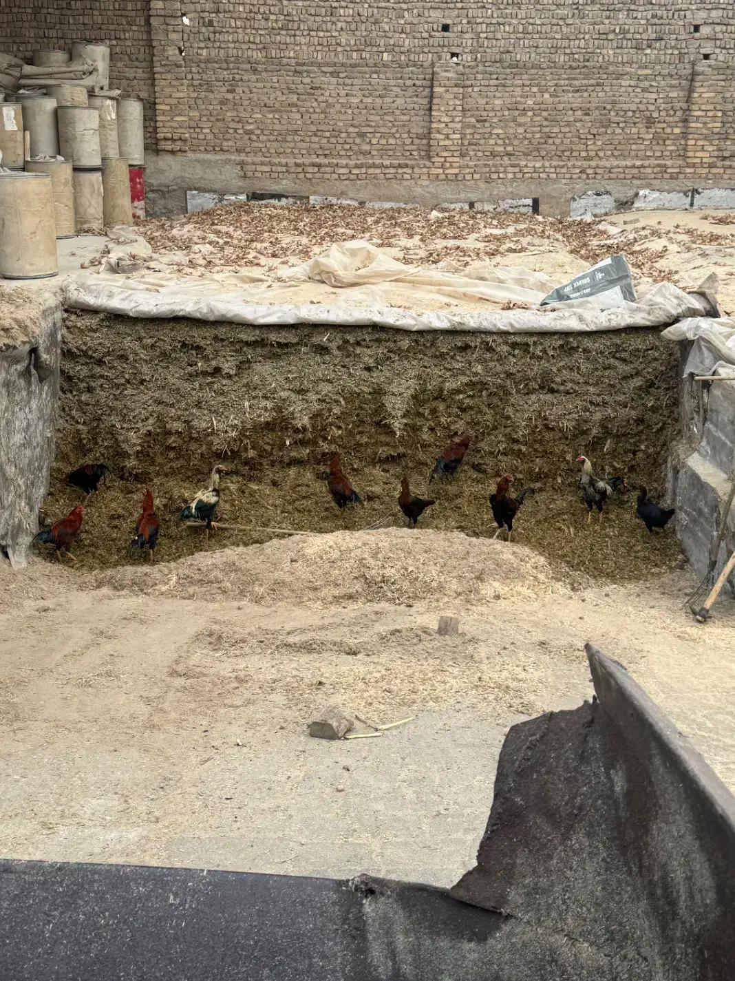 خروس دورگ|حیوانات مزرعه|الوند, |دیوار