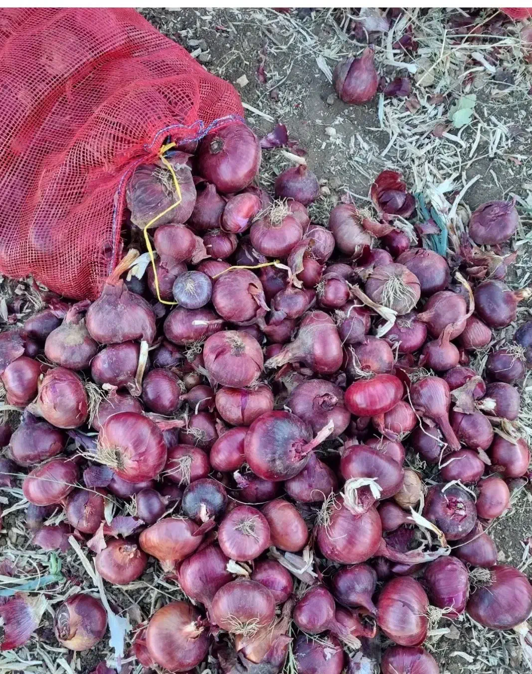 پیاز قرمز سردخانه کیسه ۳۰ کیلویی قیمت ۱۵ هزار|خوردنی و آشامیدنی|روانسر, |دیوار