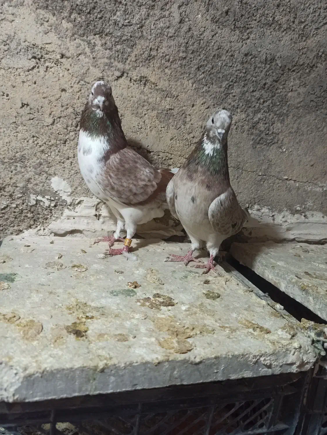 کبوترتی ماهی|پرنده|چرداول, |دیوار