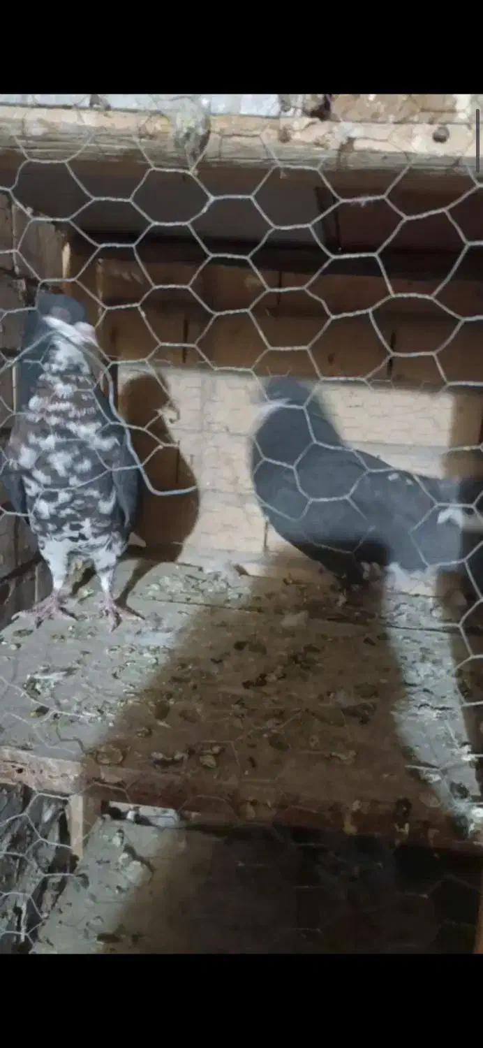 افشون ترتمیز|پرنده|مبارکه, |دیوار