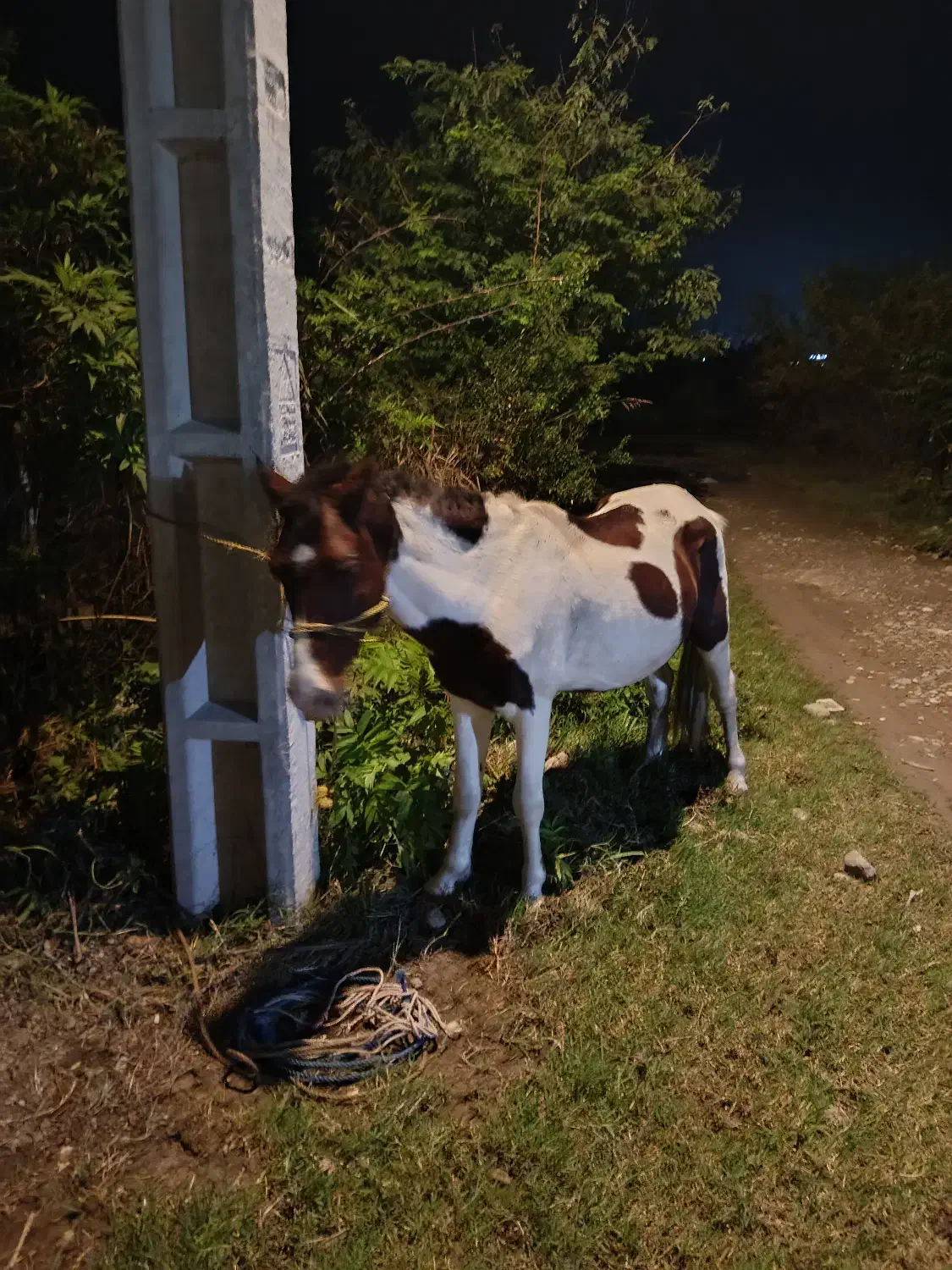 اسب ابلق|اسب و تجهیزات اسبسواری|اسالم, |دیوار