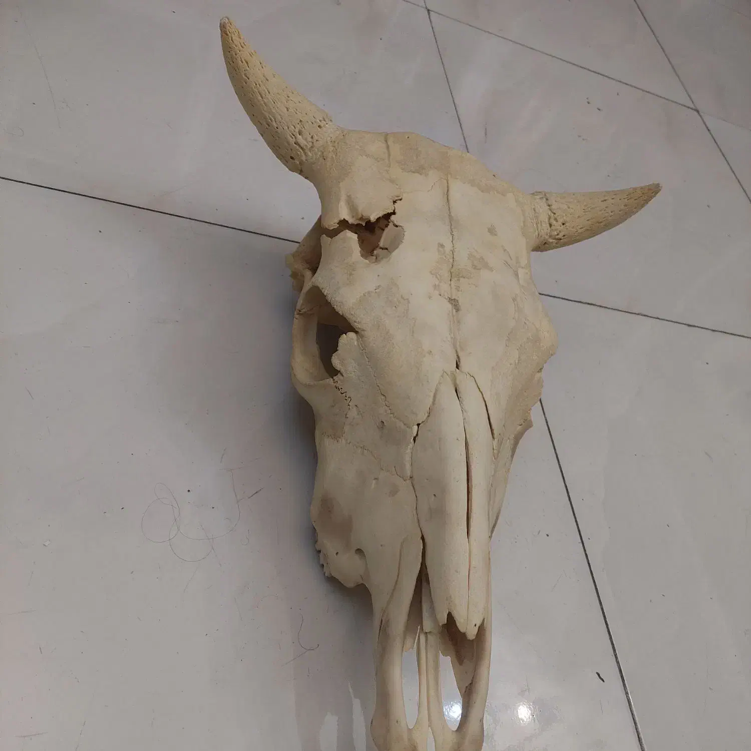 دیوارکوب جمجمه گاومیش|مجسمه، تندیس، ماکت|تبریز, |دیوار